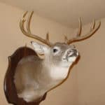 Hot Trails Mounted Buck 1