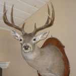 Hot Trails Mounted Buck 2