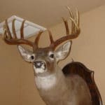 Hot Trails Mounted Buck 3