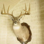 Hot Trails Mounted Buck 4